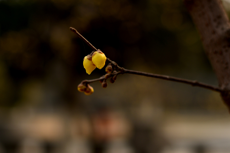 DSC_1229.jpg