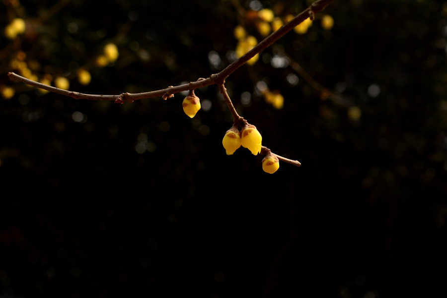 DSC_1270.jpg