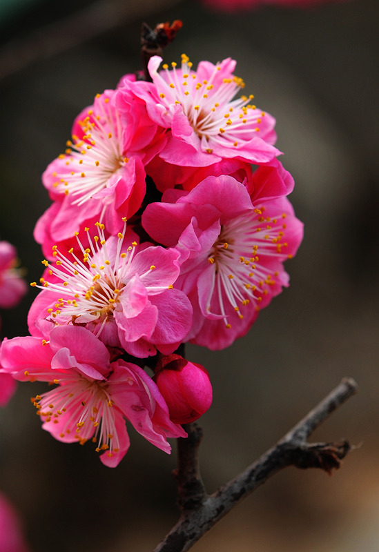 DSC_7151_副本_副本.jpg
