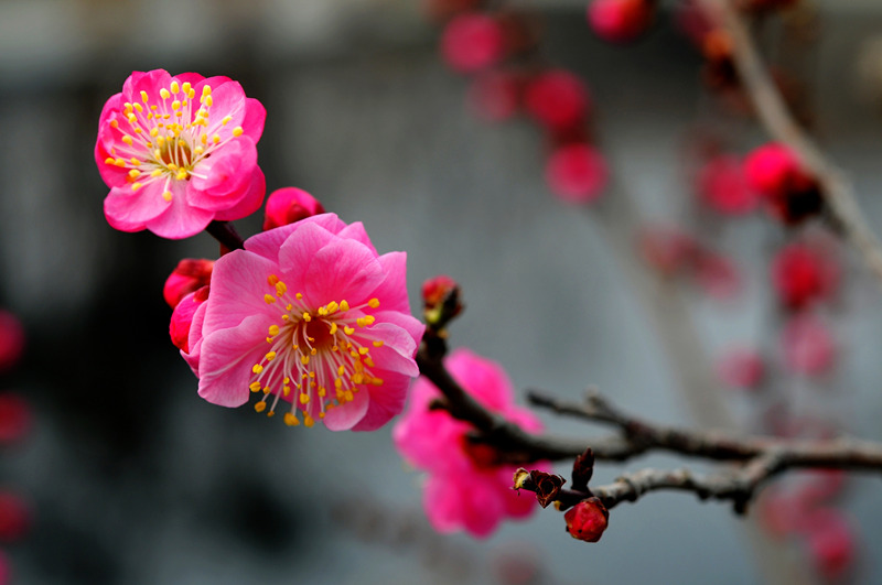 DSC_7173_副本_副本.jpg