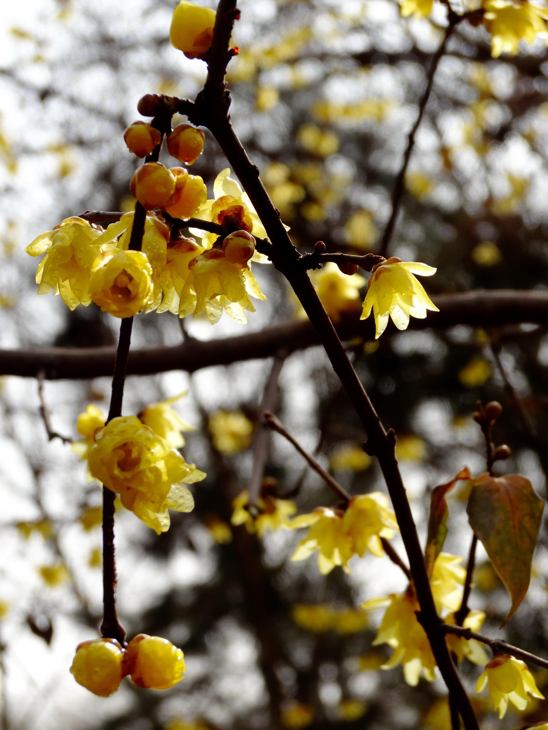 DSC09738A_调整大小.jpg