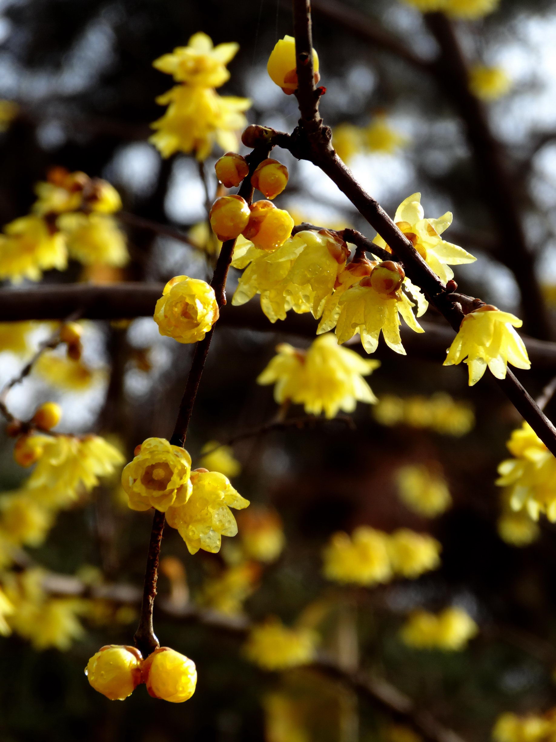 DSC09741A_调整大小.jpg