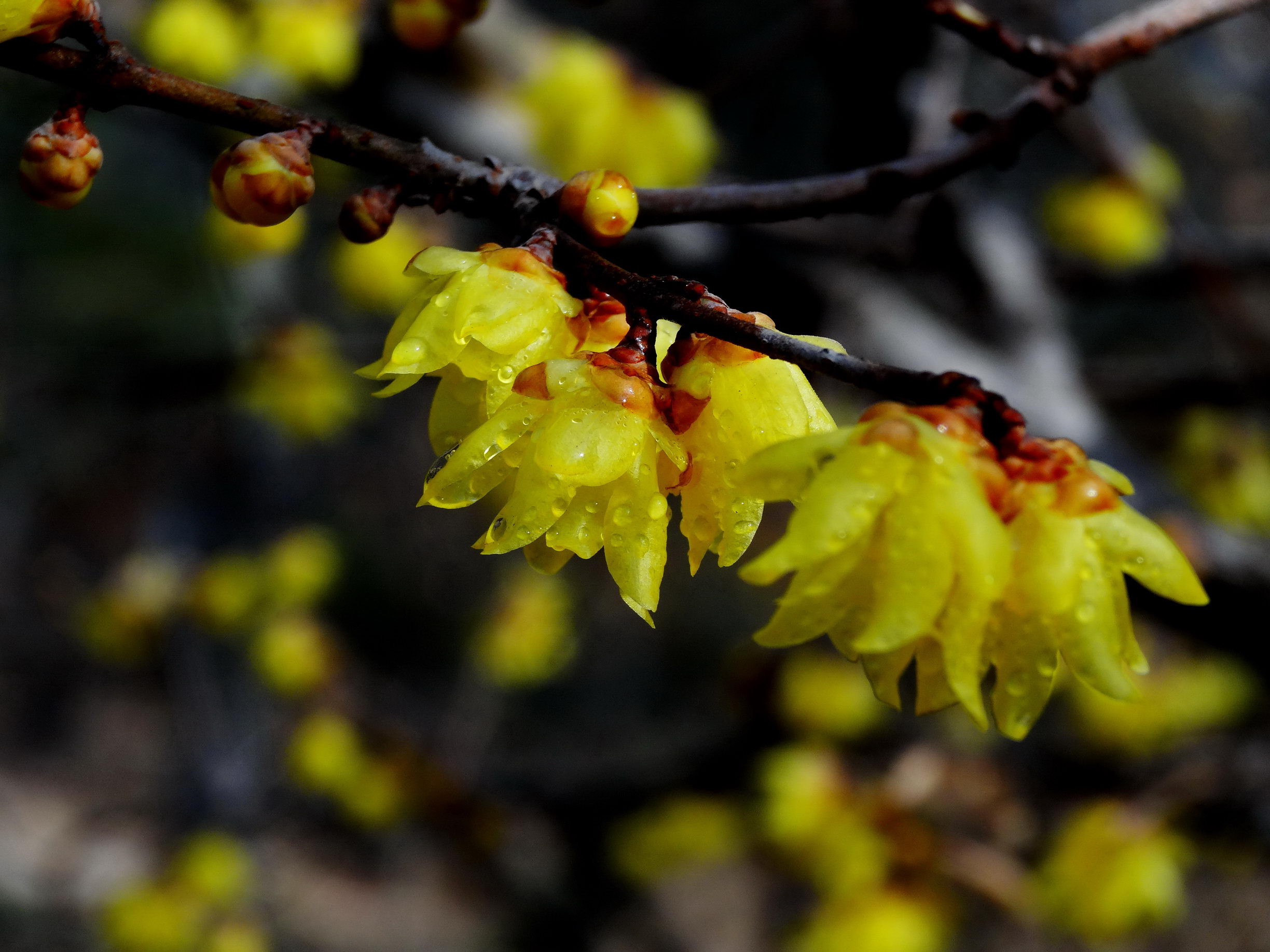 DSC09752工_调整大小.jpg