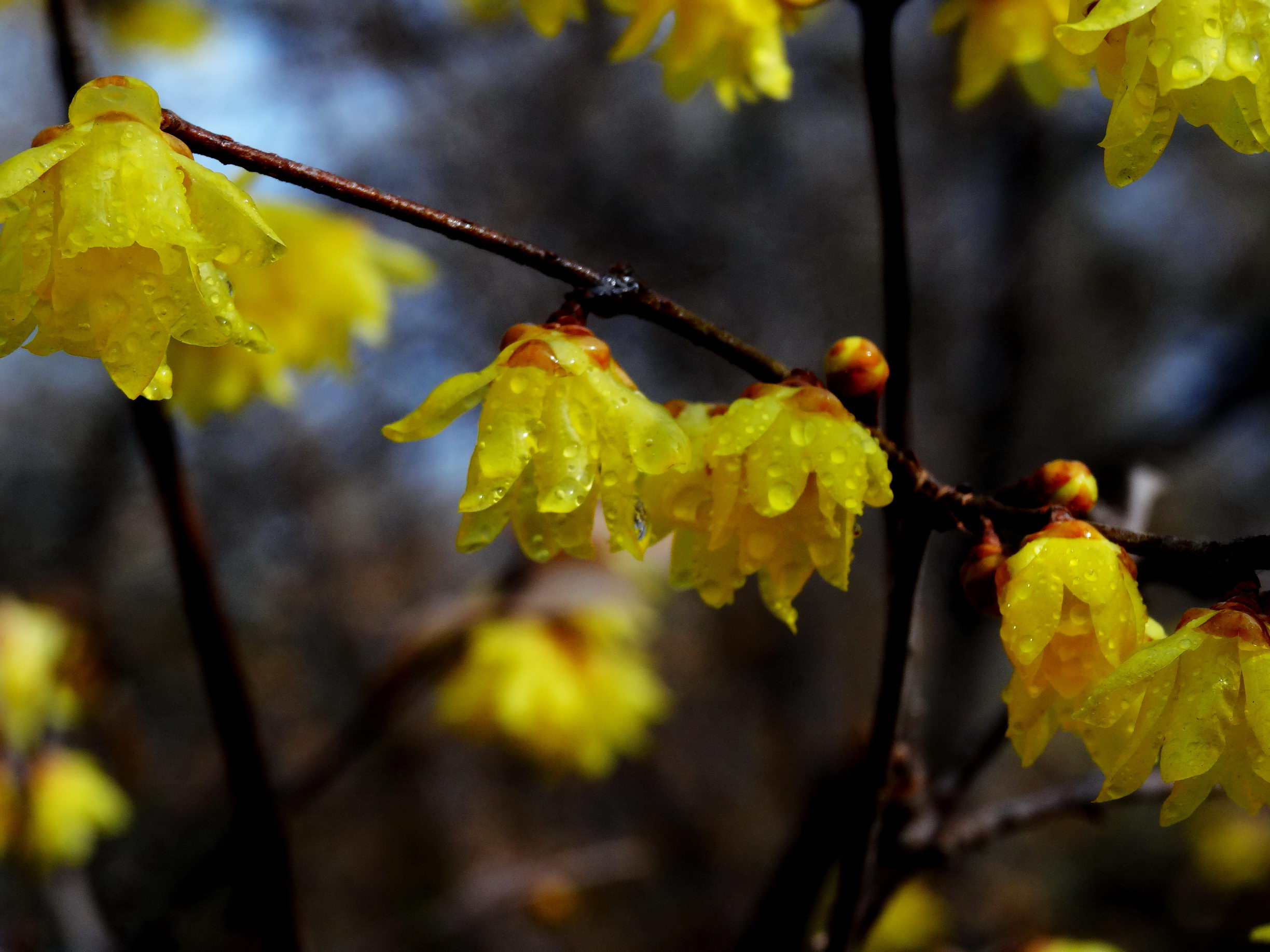 DSC09756A_调整大小.jpg