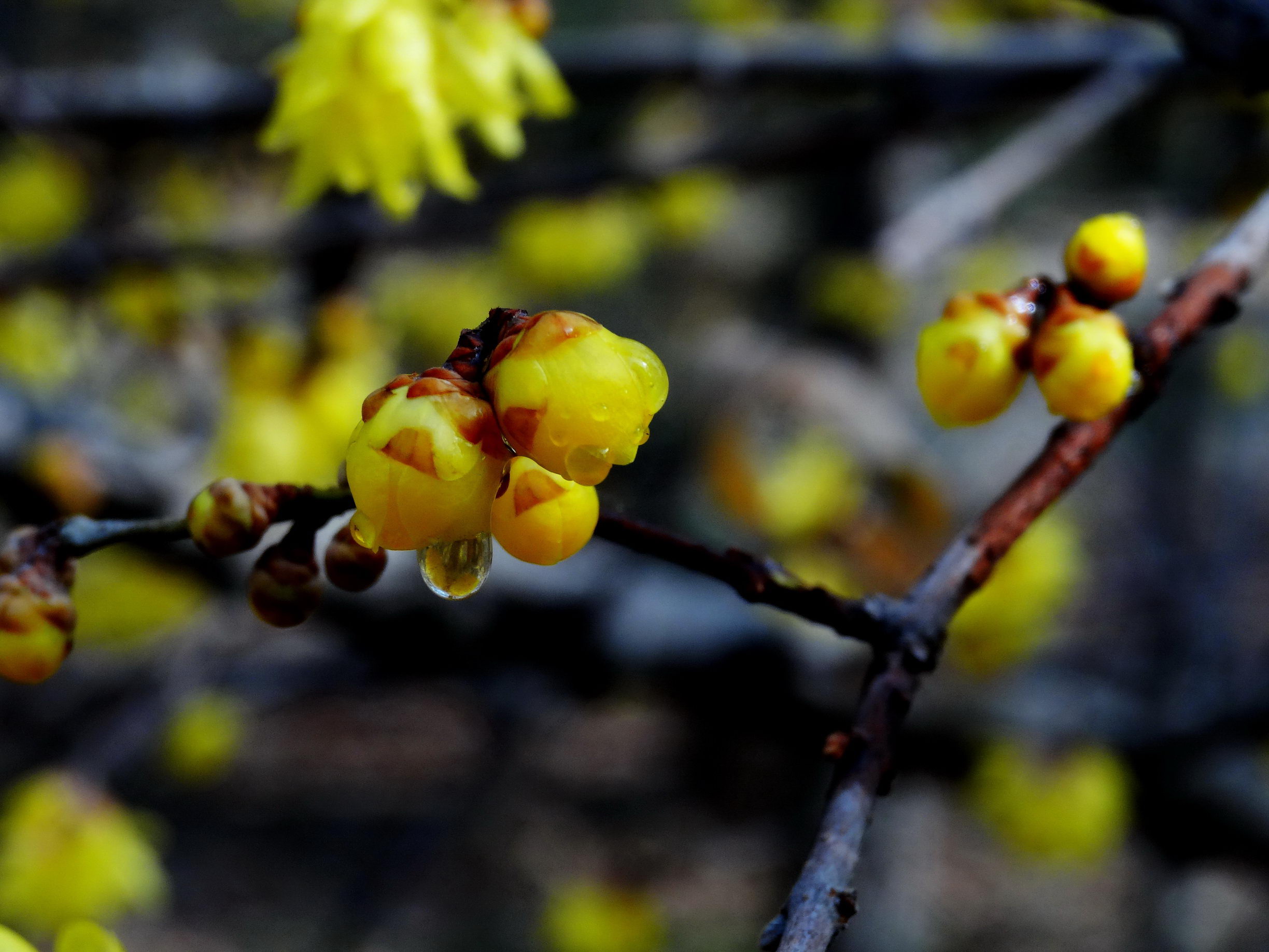 DSC09762A_调整大小.jpg