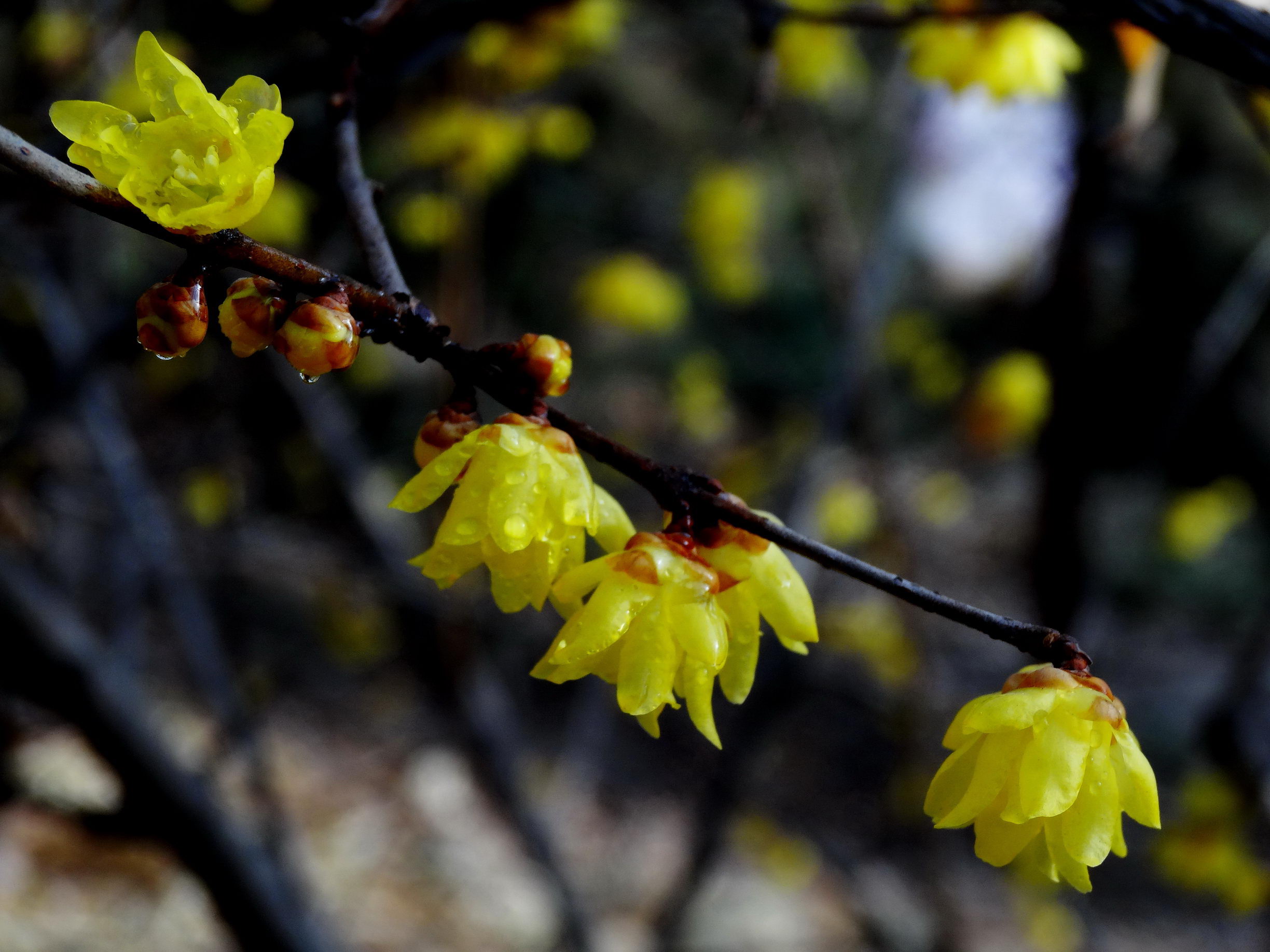 DSC09772A_调整大小.jpg