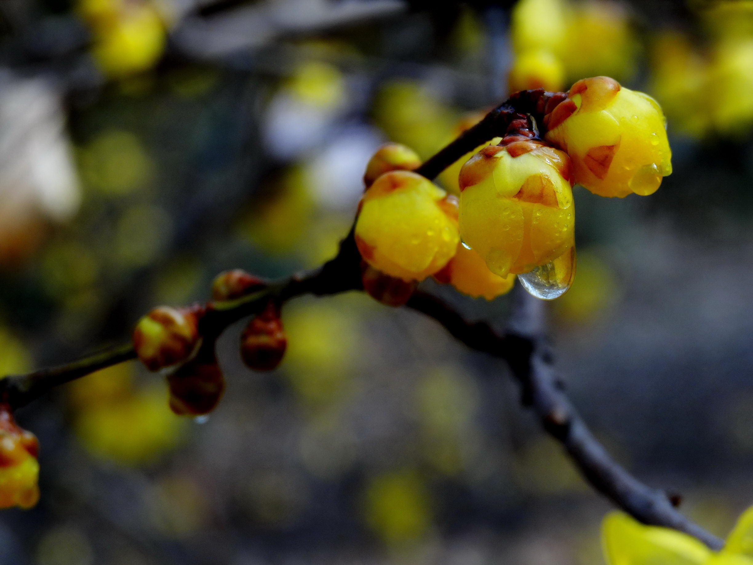 DSC09776A_调整大小.jpg