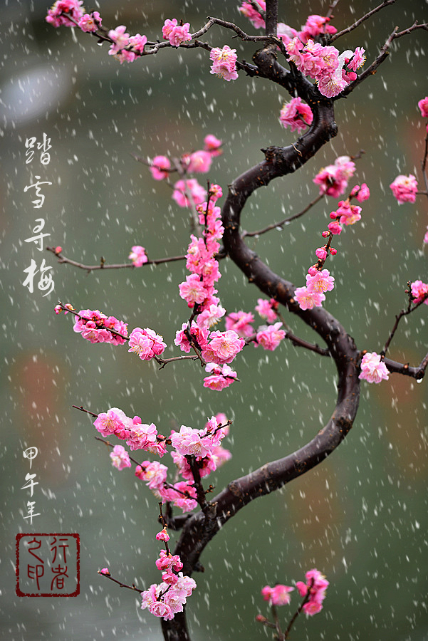 雪梅_1.jpg