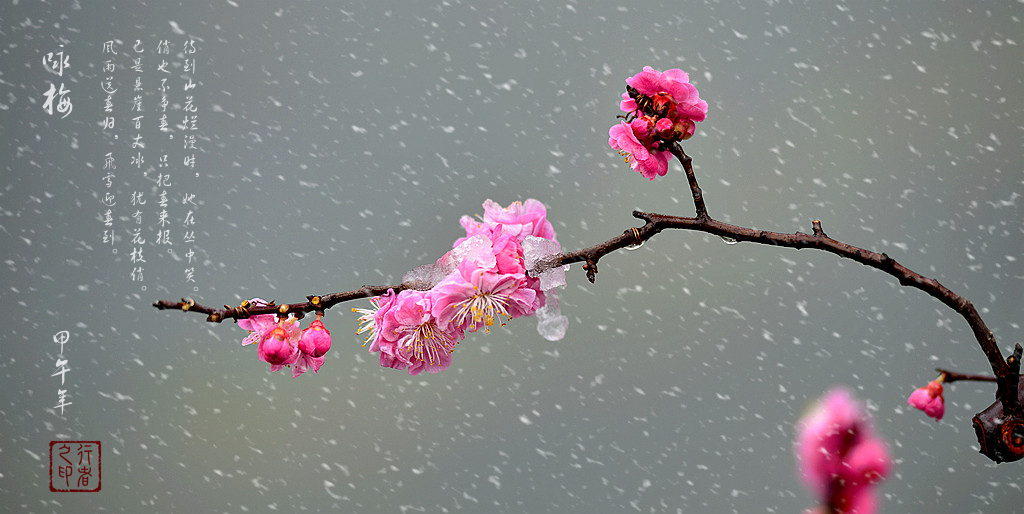 雪梅-5.jpg