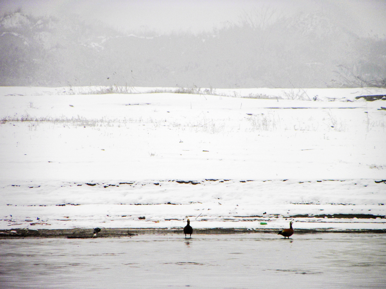 DSCN4645.JPG