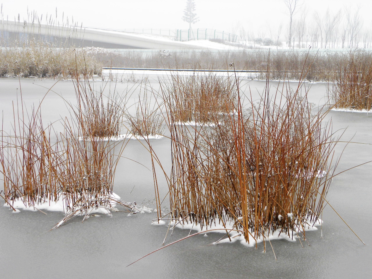 DSCN4468.JPG