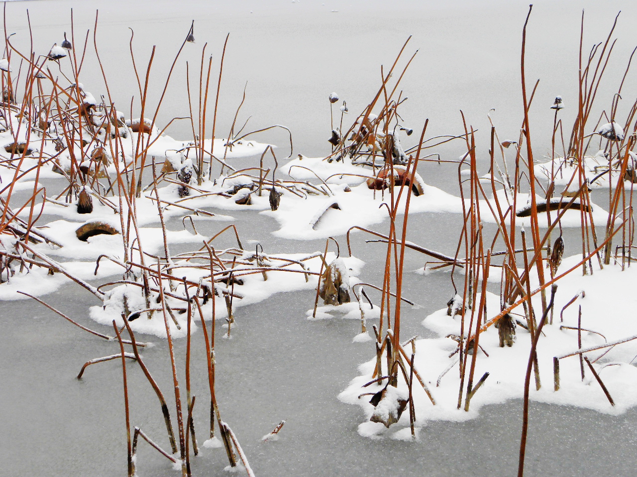 DSCN4523.JPG