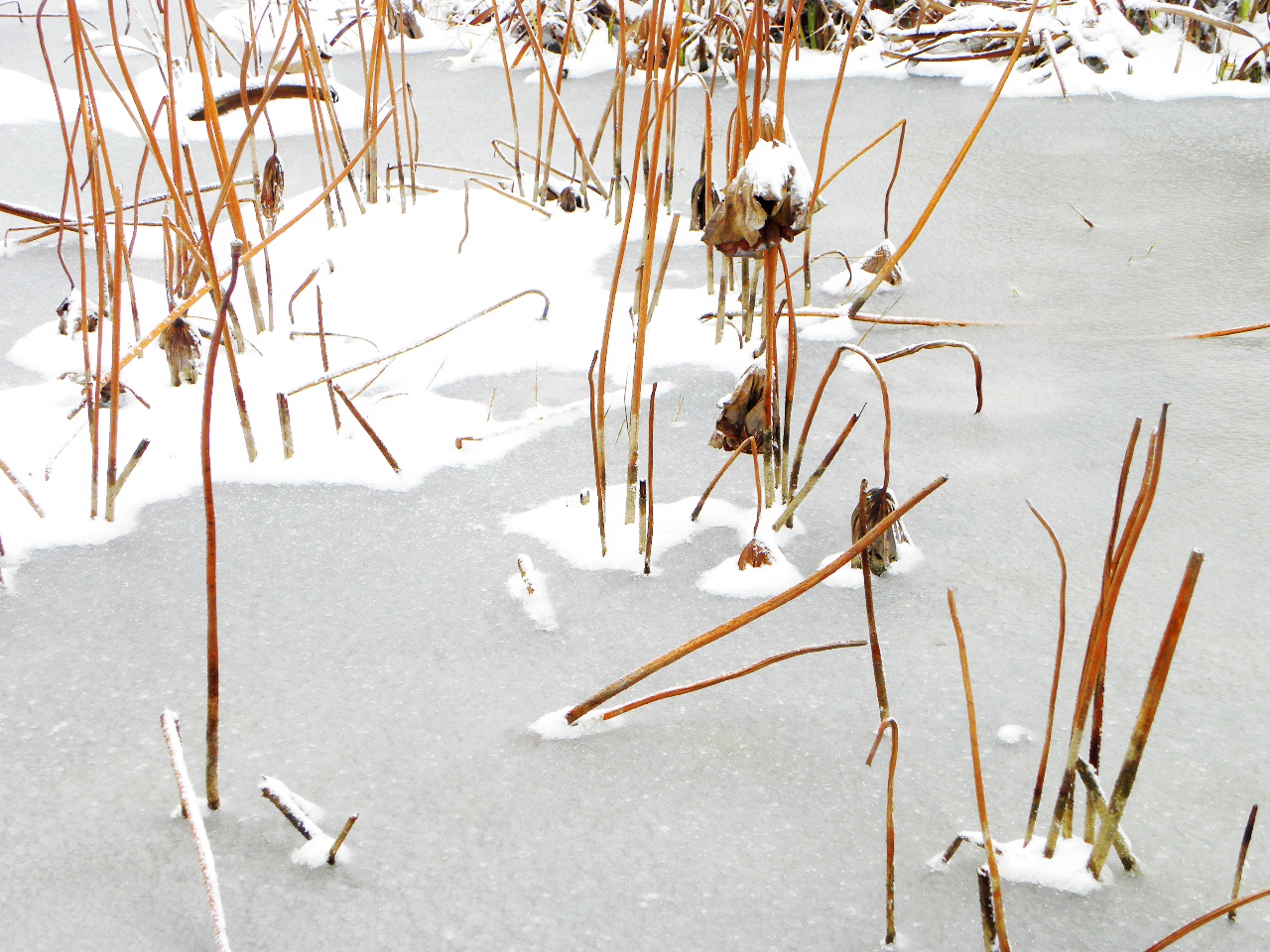 DSCN4524.JPG
