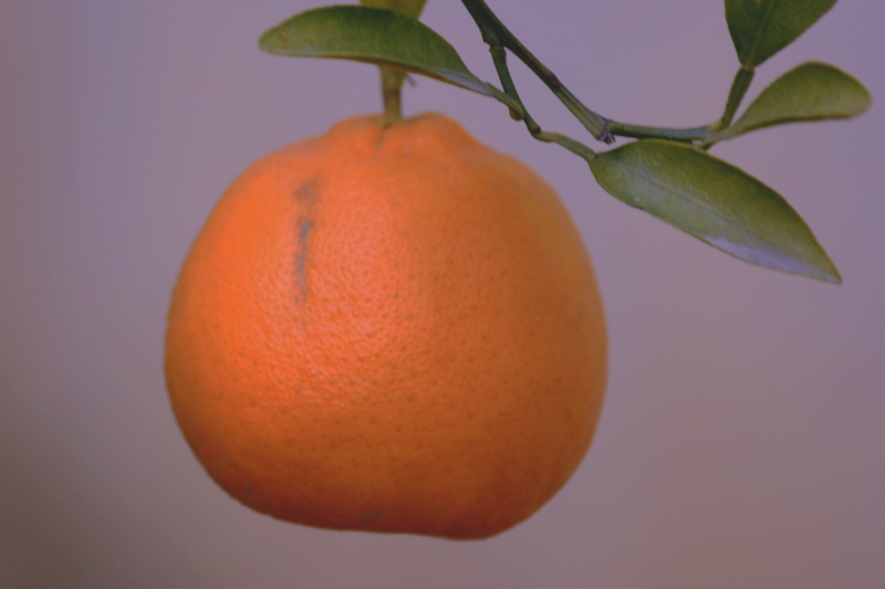 4750.jpg