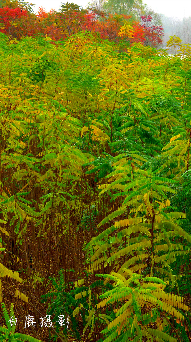 P1260247_副本.jpg