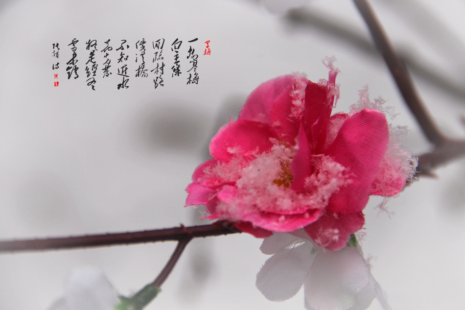 IMG_7377_副本.jpg