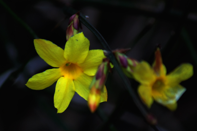 G_4652.jpg