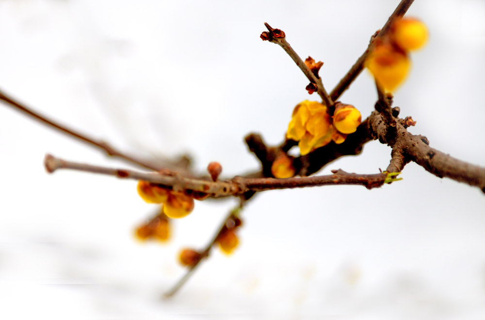 _MG_7754.jpg