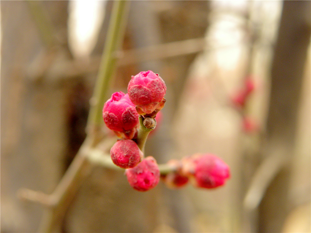 DSCN6034.JPG