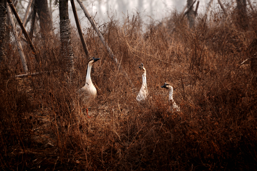 DSC_1429.jpg