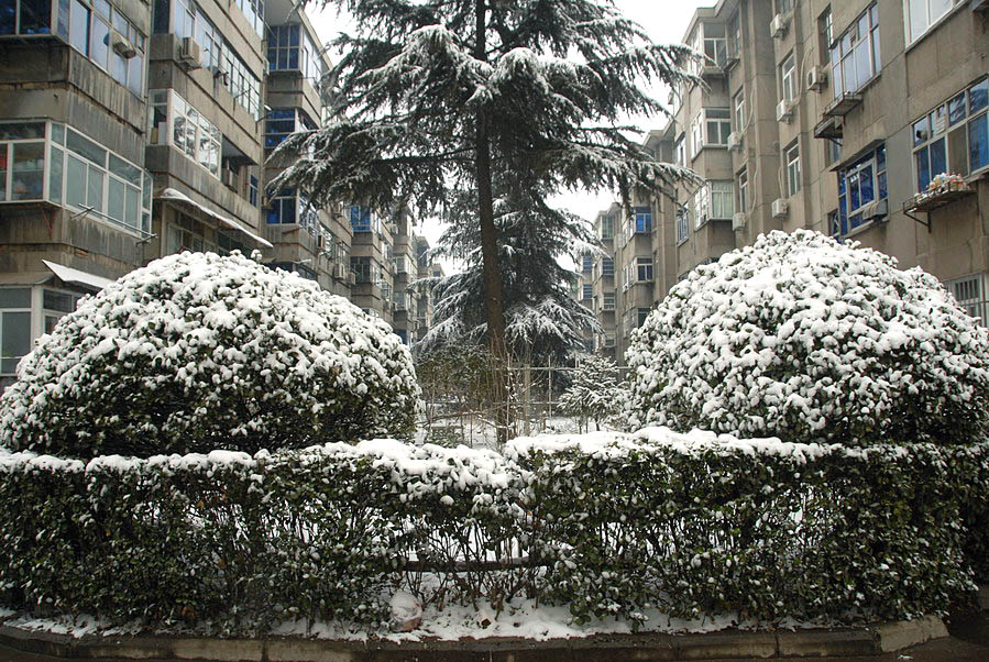 小区第一场雪 (19).JPG