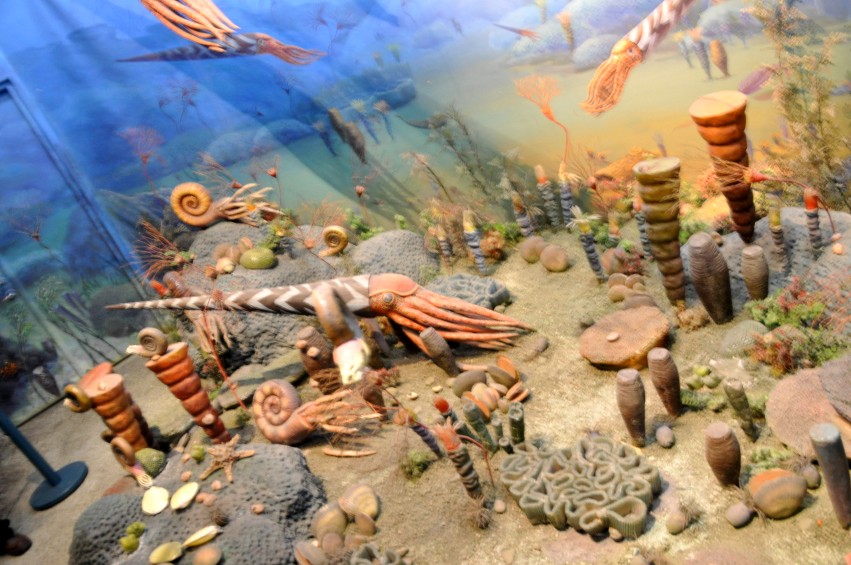 DSC_0026_conew1.jpg