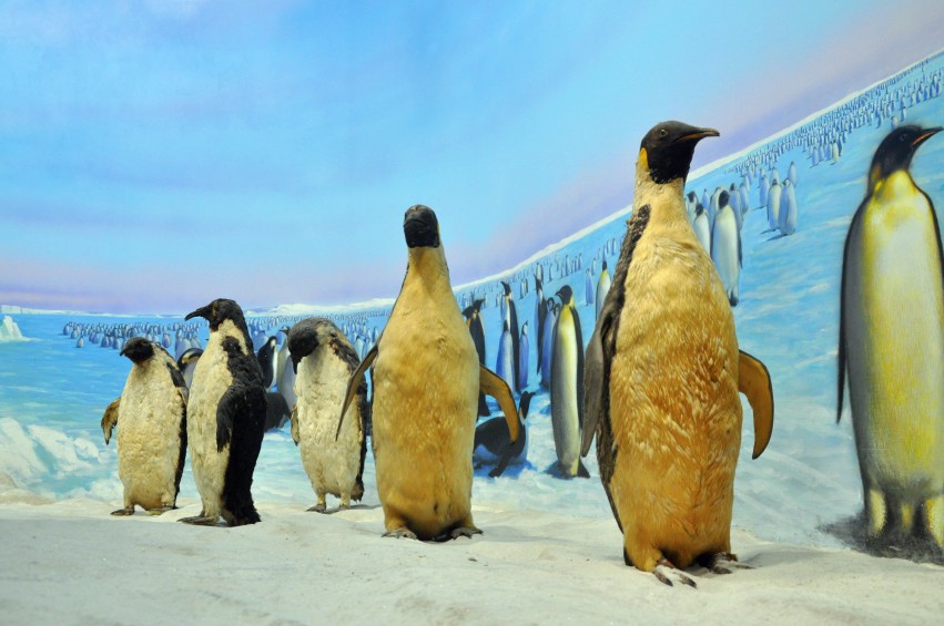 DSC_0037_conew1.jpg