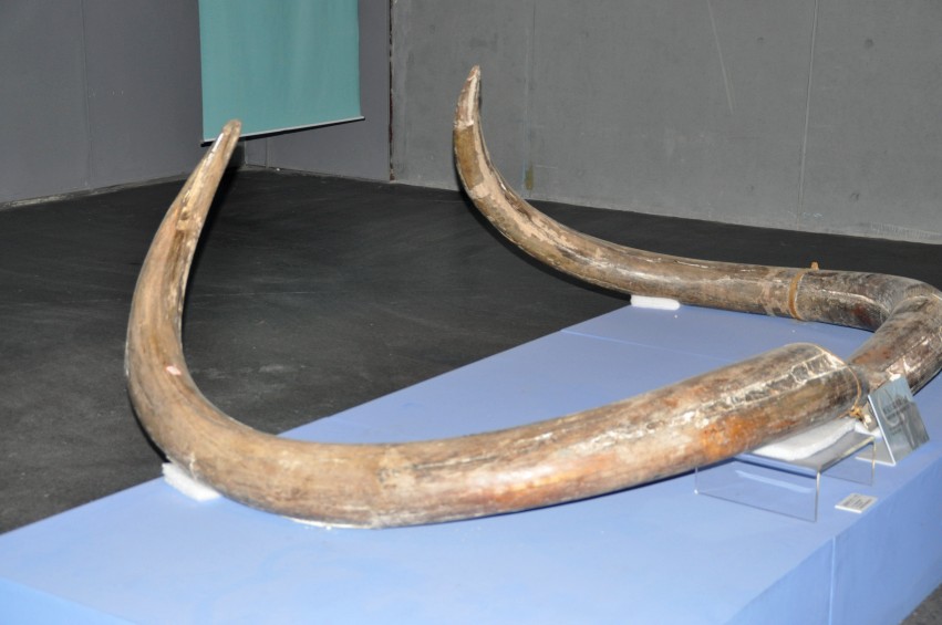 DSC_1103_conew1.jpg