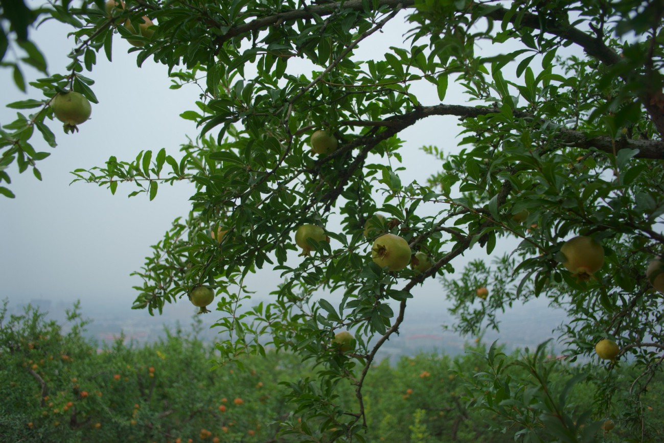 DSC07654.JPG
