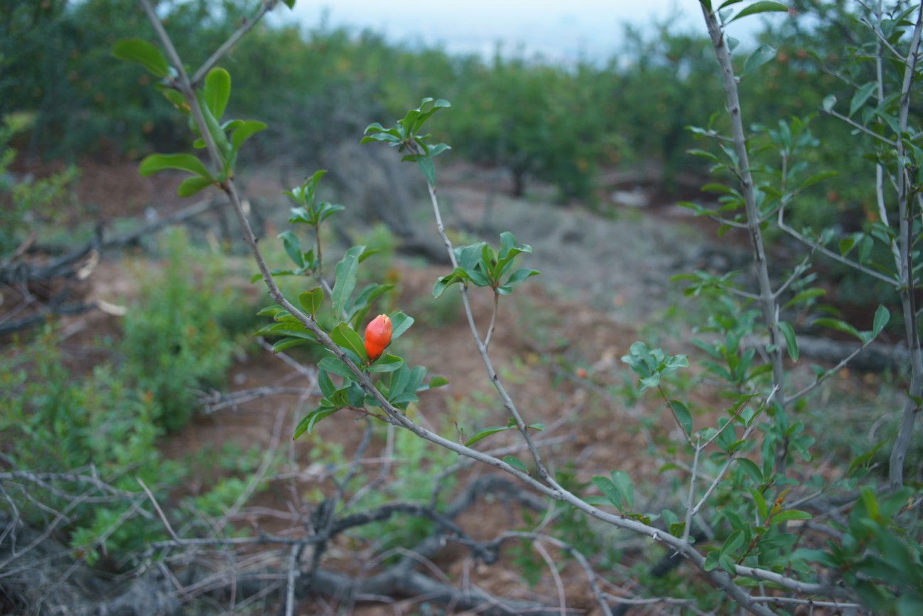 DSC07698.JPG