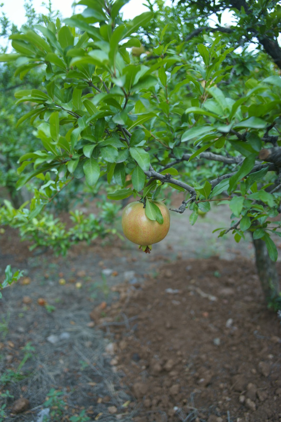 DSC07730.JPG