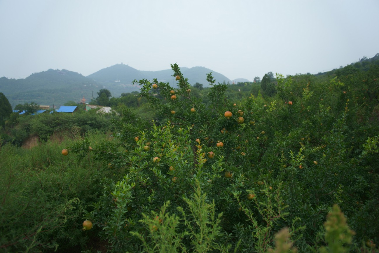 DSC07764.JPG
