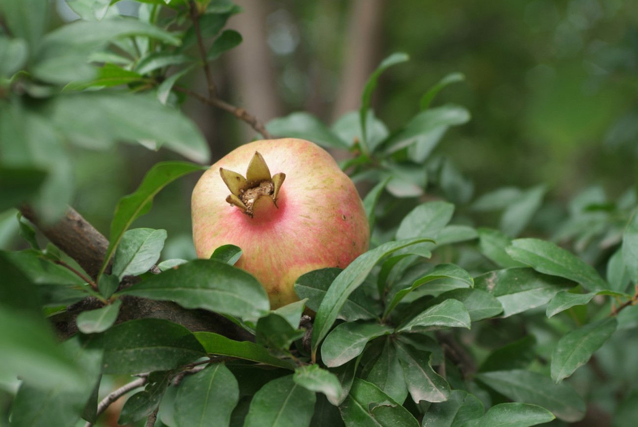 DSCF8167.JPG