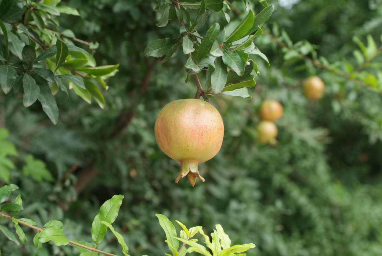 DSCF8169.JPG