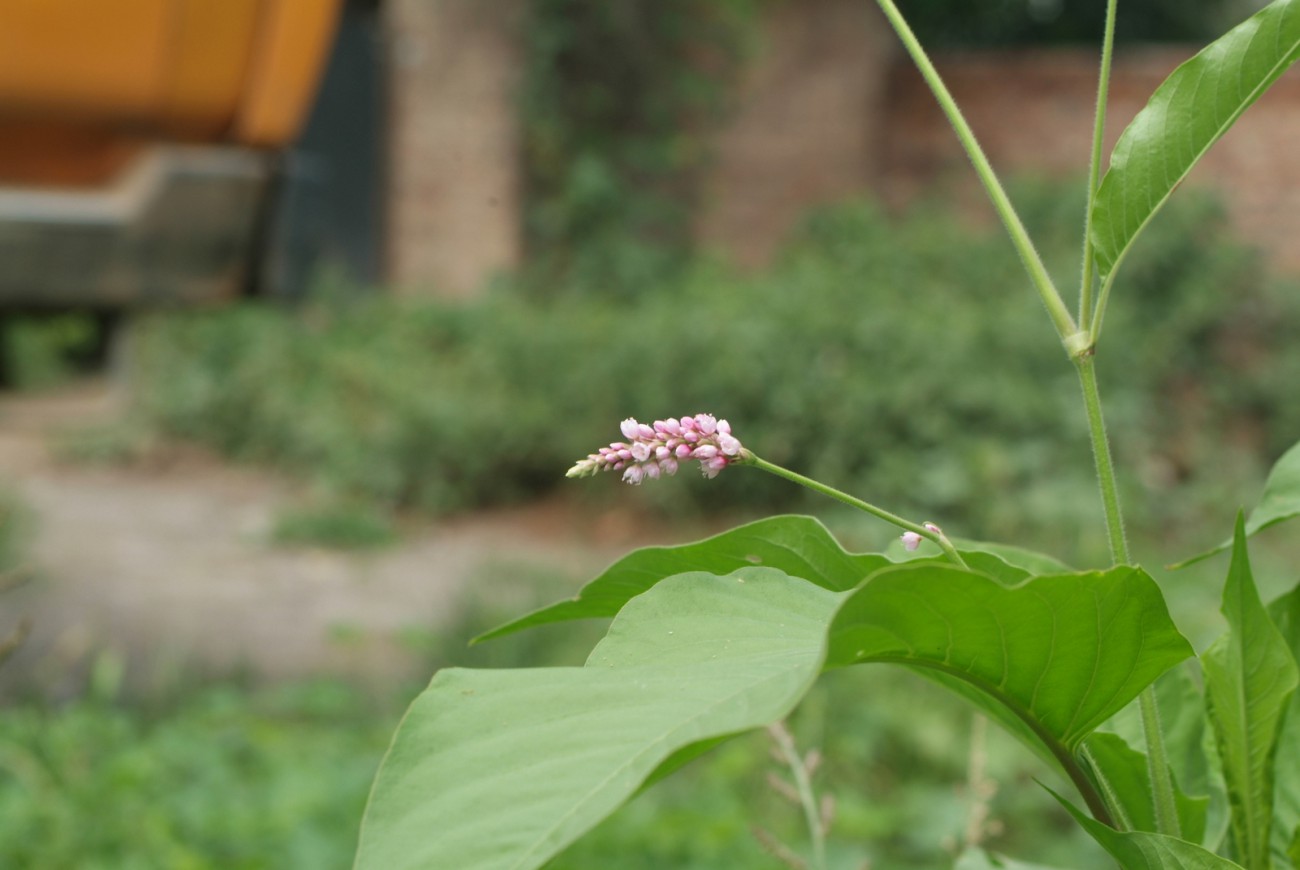 DSCF8283.JPG