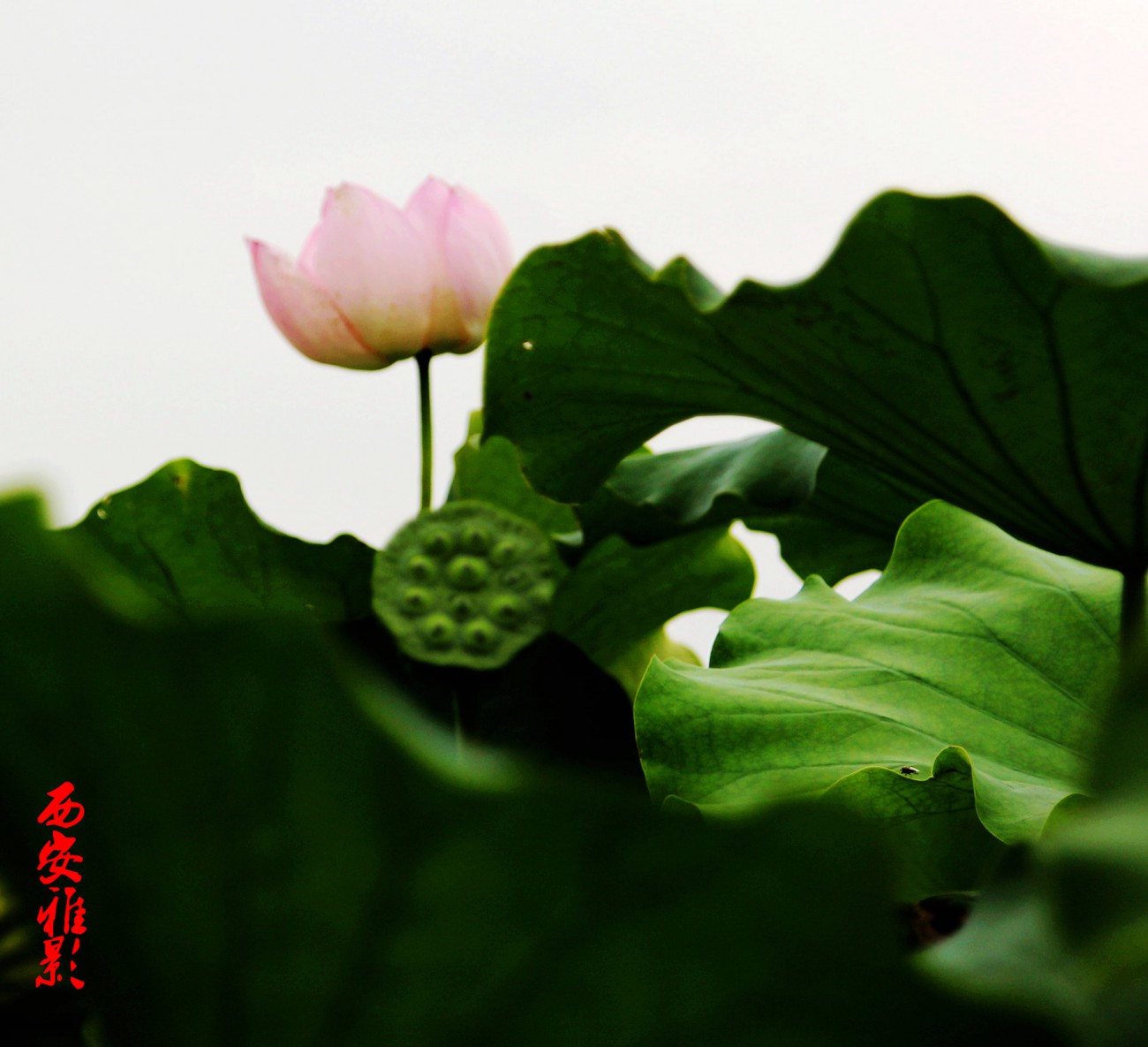 IMG_6238_副本_副本.jpg