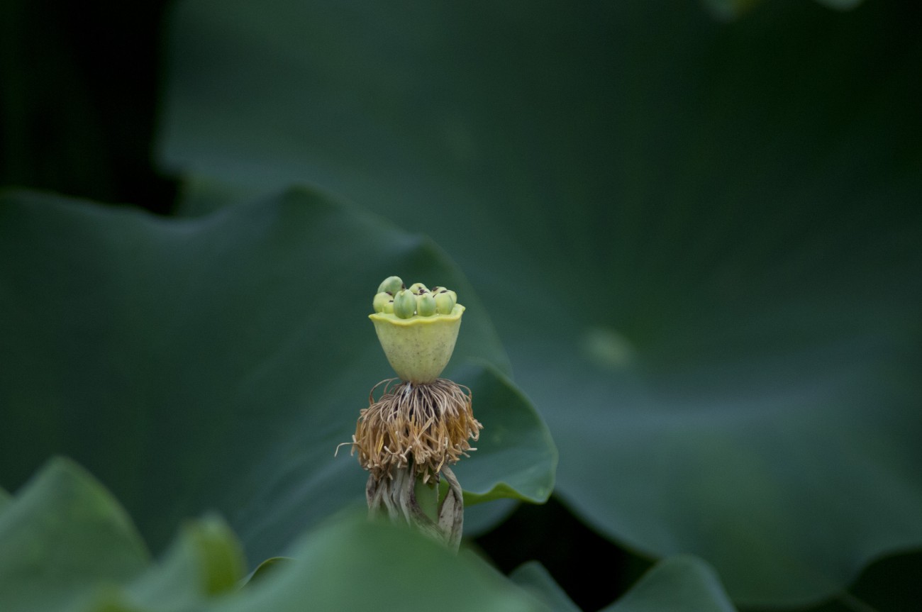 DSC_1038.jpg