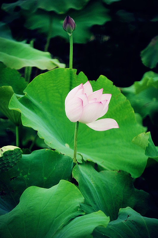 DSC_0097_副本.jpg