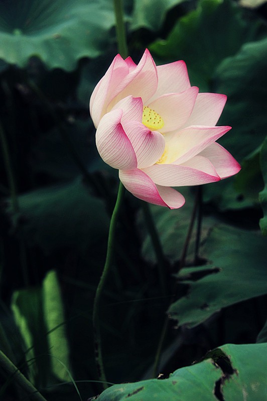 DSC_0129_副本1.jpg