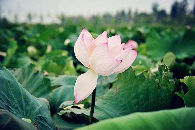 DSC_0123_副本.jpg