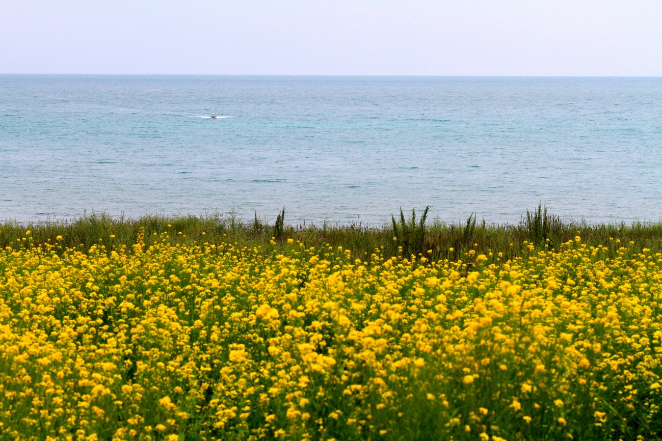 油菜花-5.jpg