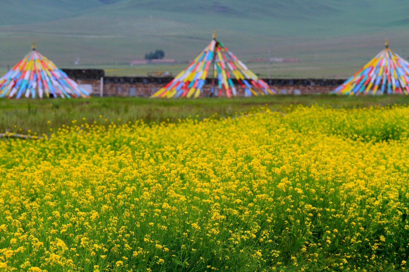 油菜花-4.jpg
