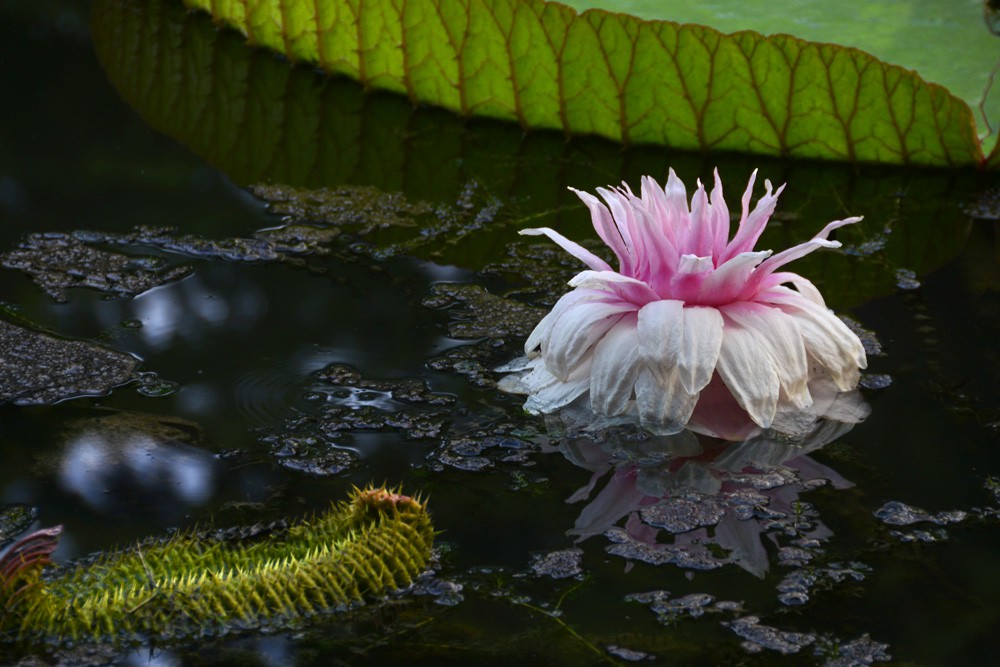 王莲-植物园.jpg