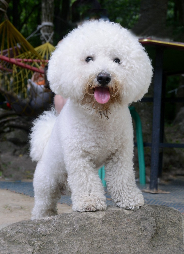 小狗1.jpg