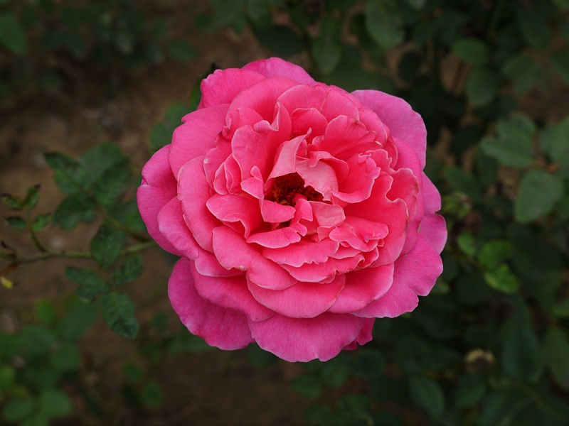 P1080453_副本.jpg