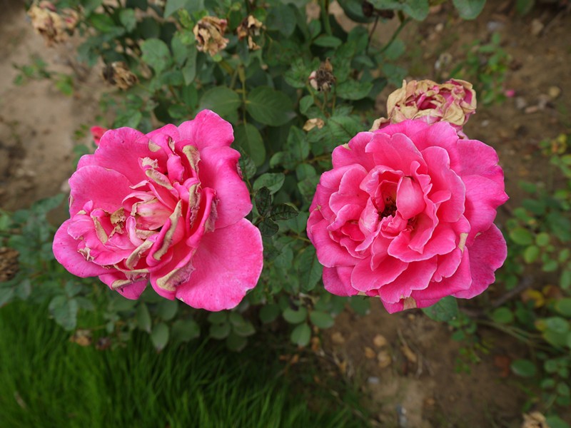P1080455_副本.jpg
