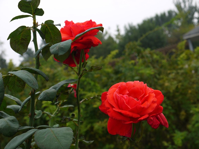 P1080456_副本.jpg