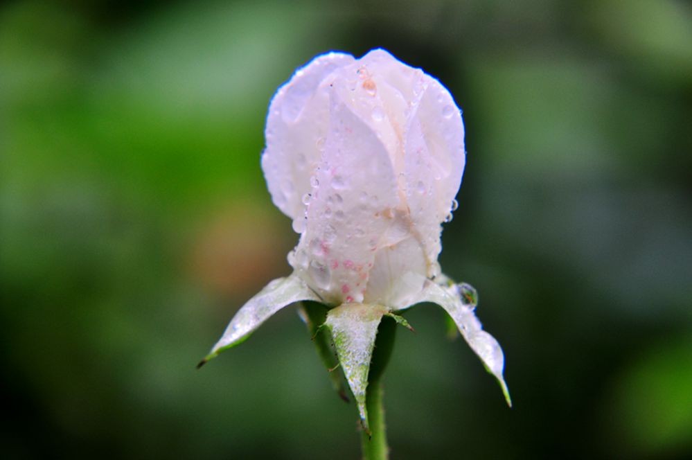 DSC_0247.jpg
