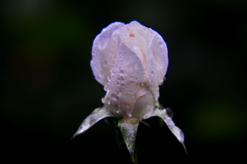 DSC_0248.jpg