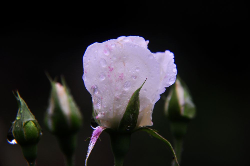 DSC_0249.jpg